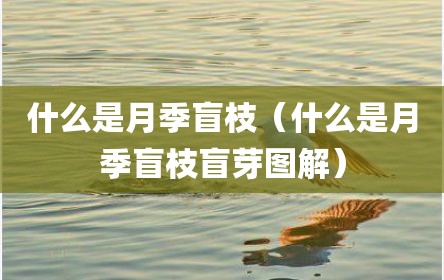 什么是月季盲枝（什么是月季盲枝盲芽图解）