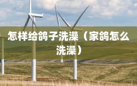 怎样给鸽子洗澡（家鸽怎么洗澡）