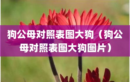 狗公母对照表图大狗（狗公母对照表图大狗图片）