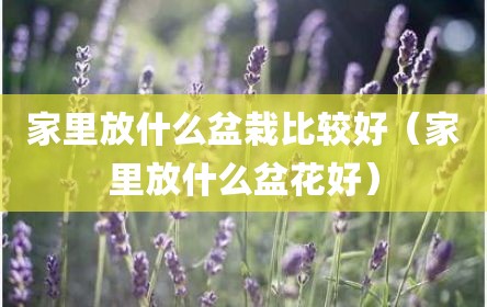 家里放什么盆栽比较好（家里放什么盆花好）