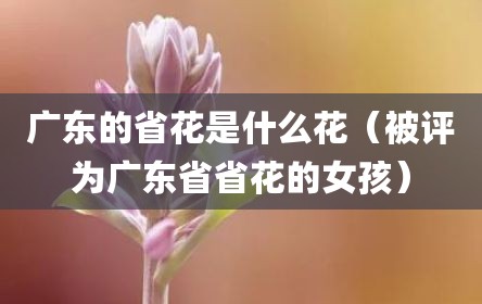 广东的省花是什么花（被评为广东省省花的女孩）