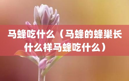 马蜂吃什么（马蜂的蜂巢长什么样马蜂吃什么）