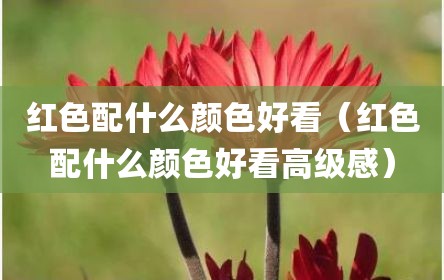 红色配什么颜色好看（红色配什么颜色好看高级感）