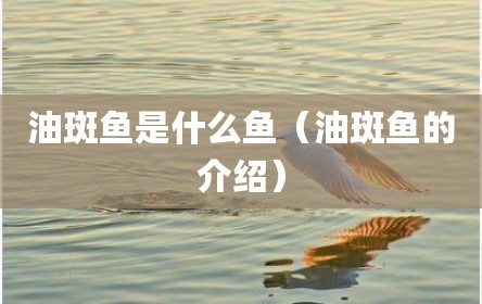 油斑鱼是什么鱼（油斑鱼的介绍）