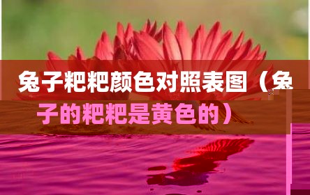 兔子粑粑颜色对照表图（兔子的粑粑是黄色的）