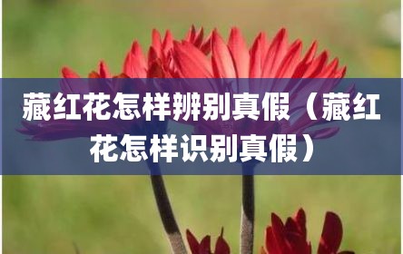 藏红花怎样辨别真假（藏红花怎样识别真假）