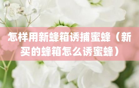 怎样用新蜂箱诱捕蜜蜂（新买的蜂箱怎么诱蜜蜂）