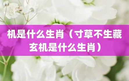 机是什么生肖（寸草不生藏玄机是什么生肖）