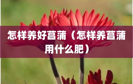 怎样养好菖蒲（怎样养菖蒲用什么肥）
