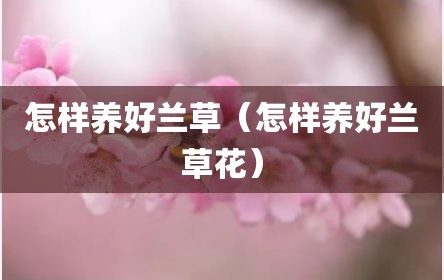 怎样养好兰草（怎样养好兰草花）