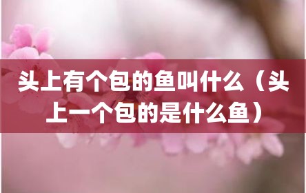 头上有个包的鱼叫什么（头上一个包的是什么鱼）