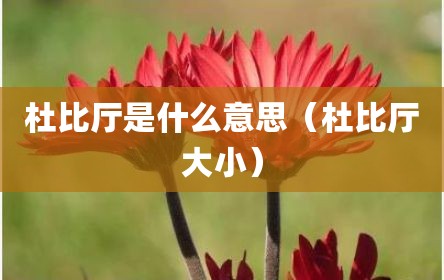 杜比厅是什么意思（杜比厅大小）