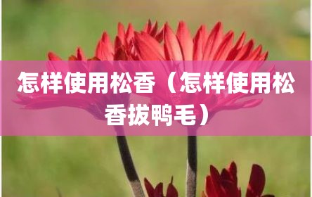 怎样使用松香（怎样使用松香拔鸭毛）