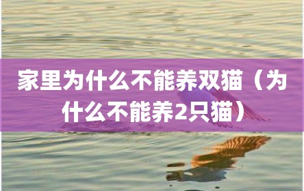 家里为什么不能养双猫（为什么不能养2只猫）