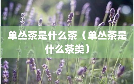 单丛茶是什么茶（单丛茶是什么茶类）