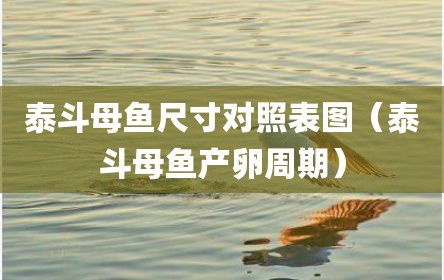 泰斗母鱼尺寸对照表图（泰斗母鱼产卵周期）