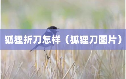 狐狸折刀怎样（狐狸刀图片）