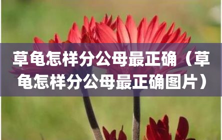 草龟怎样分公母最正确（草龟怎样分公母最正确图片）