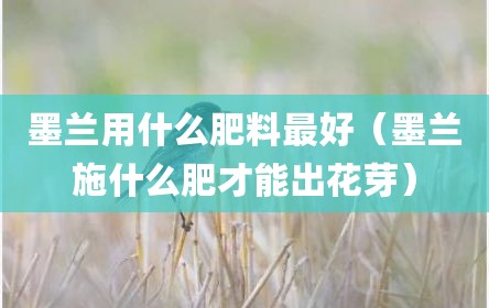 墨兰用什么肥料最好（墨兰施什么肥才能出花芽）