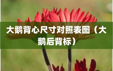 大鹅背心尺寸对照表图（大鹅后背标）