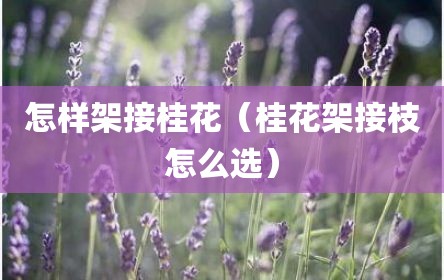 怎样架接桂花（桂花架接枝怎么选）