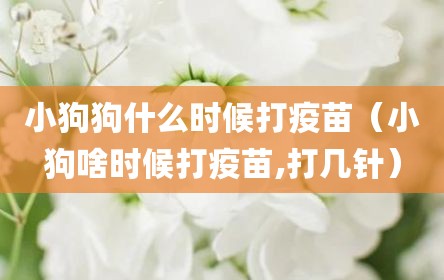 小狗狗什么时候打疫苗（小狗啥时候打疫苗,打几针）