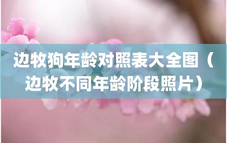 边牧狗年龄对照表大全图（边牧不同年龄阶段照片）