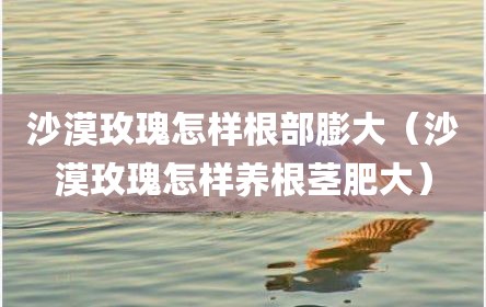 沙漠玫瑰怎样根部膨大（沙漠玫瑰怎样养根茎肥大）