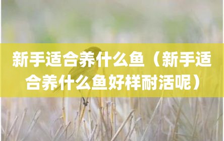 新手适合养什么鱼（新手适合养什么鱼好样耐活呢）