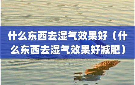 什么东西去湿气效果好（什么东西去湿气效果好减肥）