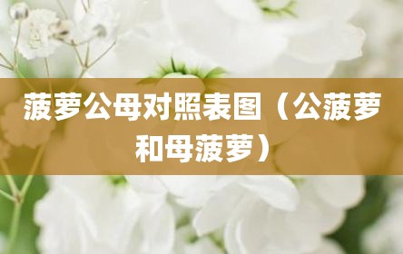菠萝公母对照表图（公菠萝和母菠萝）