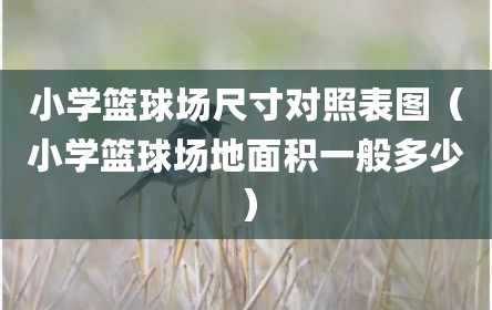 小学篮球场尺寸对照表图（小学篮球场地面积一般多少）
