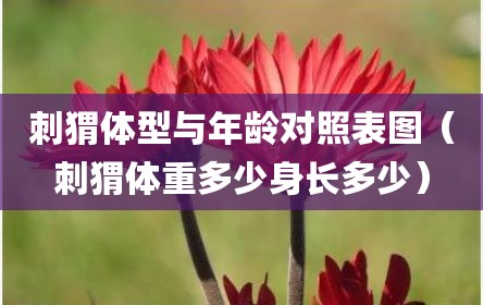 刺猬体型与年龄对照表图（刺猬体重多少身长多少）