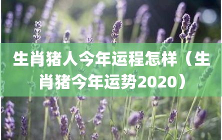 生肖猪人今年运程怎样（生肖猪今年运势2020）