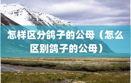 怎样区分鸽子的公母（怎么区别鸽子的公母）