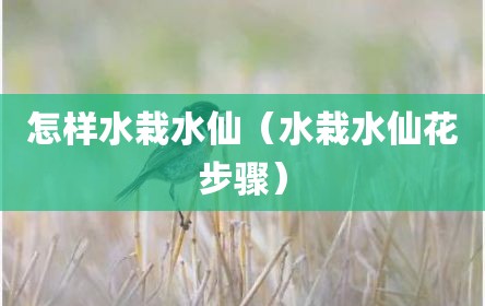 怎样水栽水仙（水栽水仙花步骤）