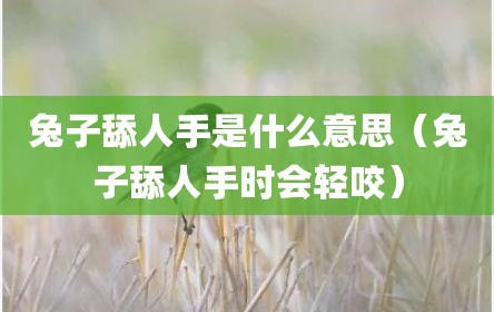 兔子舔人手是什么意思（兔子舔人手时会轻咬）