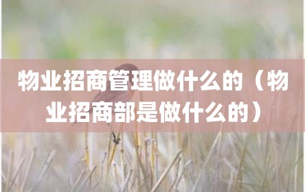物业招商管理做什么的（物业招商部是做什么的）