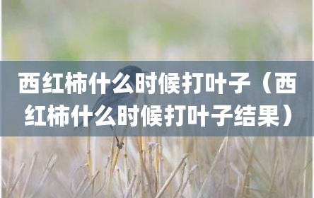 西红柿什么时候打叶子（西红柿什么时候打叶子结果）