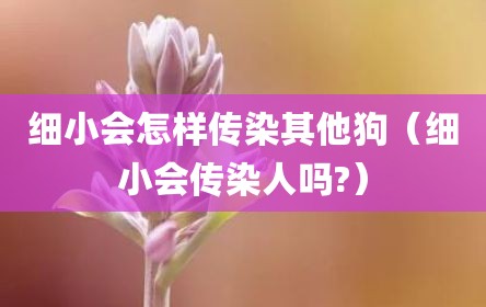细小会怎样传染其他狗（细小会传染人吗?）