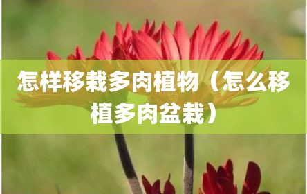 怎样移栽多肉植物（怎么移植多肉盆栽）