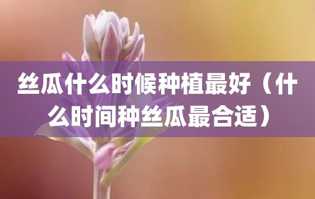 丝瓜什么时候种植最好（什么时间种丝瓜最合适）