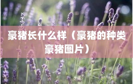 豪猪长什么样（豪猪的种类豪猪图片）