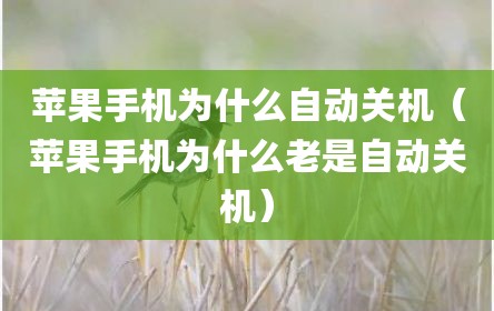 苹果手机为什么自动关机（苹果手机为什么老是自动关机）
