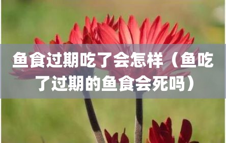 鱼食过期吃了会怎样（鱼吃了过期的鱼食会死吗）