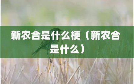 新农合是什么梗（新农合 是什么）