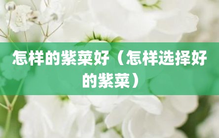 怎样的紫菜好（怎样选择好的紫菜）