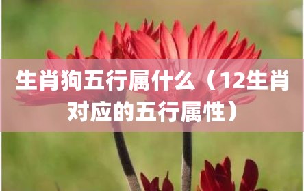 生肖狗五行属什么（12生肖对应的五行属性）