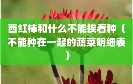 西红柿和什么不能挨着种（不能种在一起的蔬菜明细表）