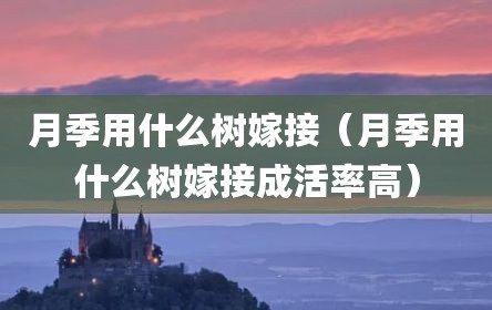 月季用什么树嫁接（月季用什么树嫁接成活率高）